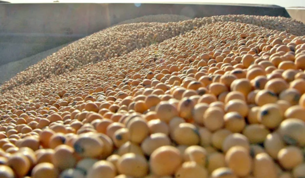 importación de soja campo