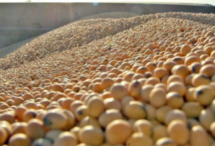 importación de soja campo