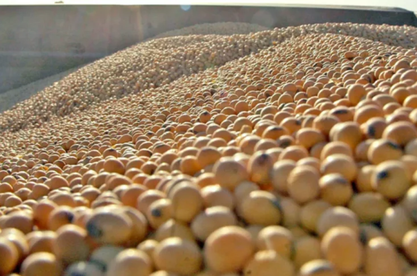 importación de soja campo