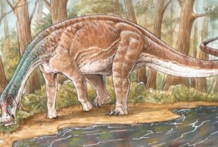 Dinosaurio Conicet