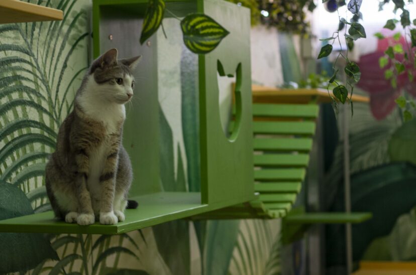 Gatos