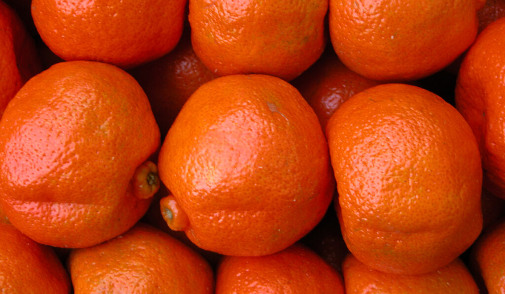 cítricos dulces mandarina ecuador