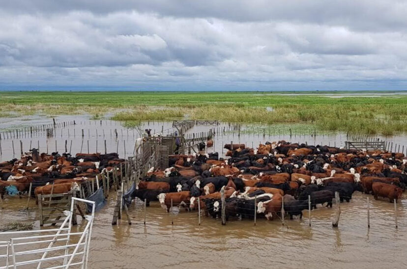 crecida del Paraná hacienda producción agropecuaria