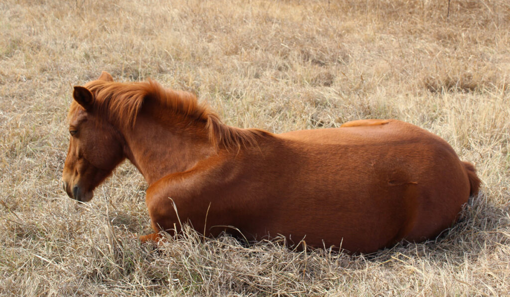 encefalomielitis equina