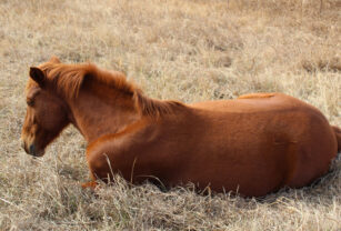 encefalomielitis equina