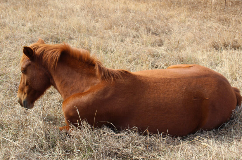 encefalomielitis equina