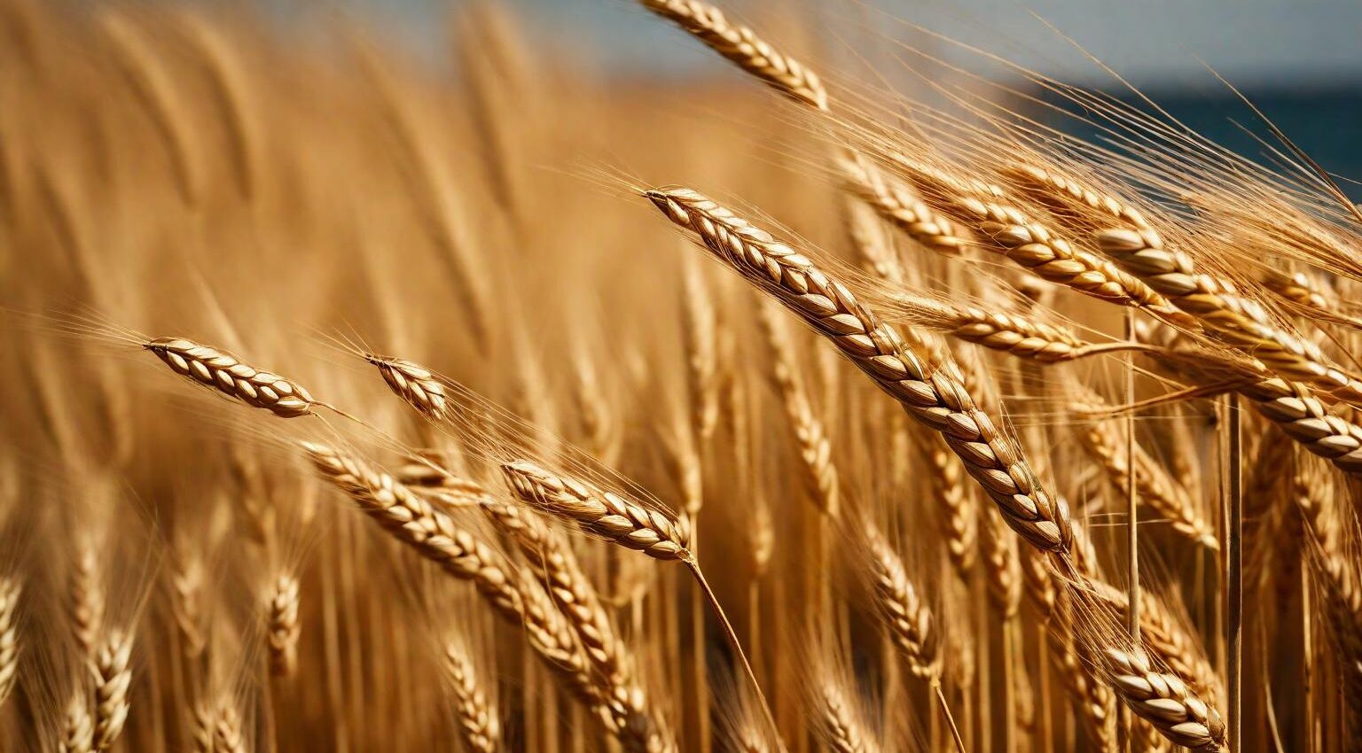 espiga trigo Política y clima cosecha triguera fina
