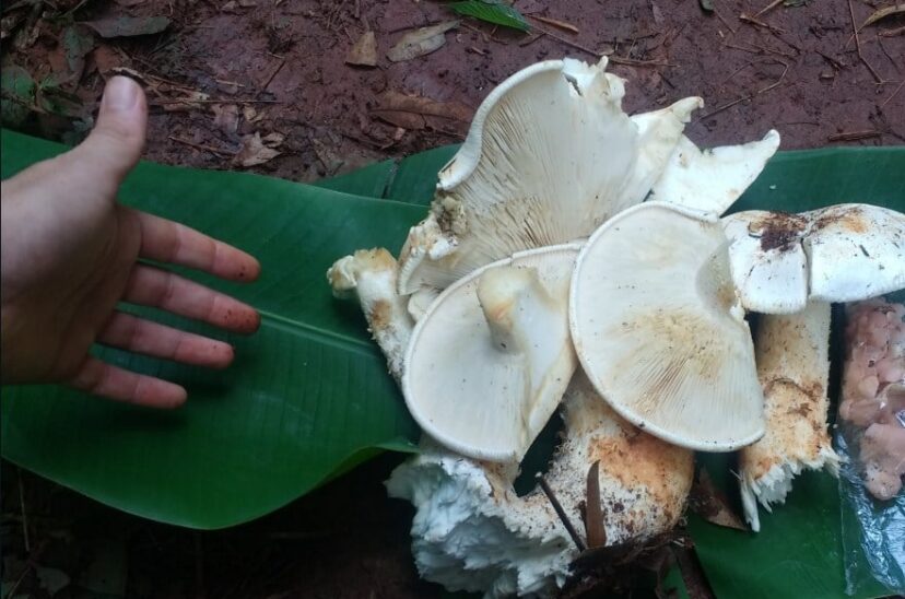 Misiones