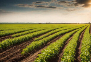 soja campo agro argentino