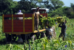 trabajadores rurales