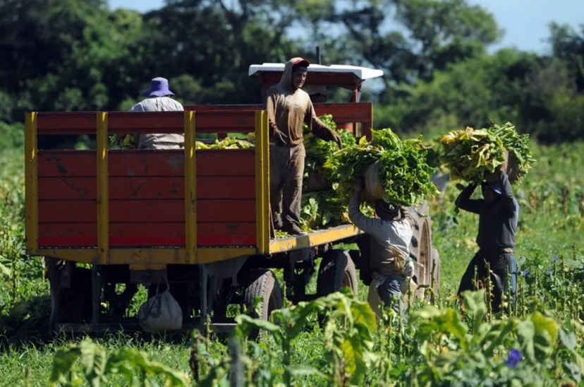 trabajadores rurales