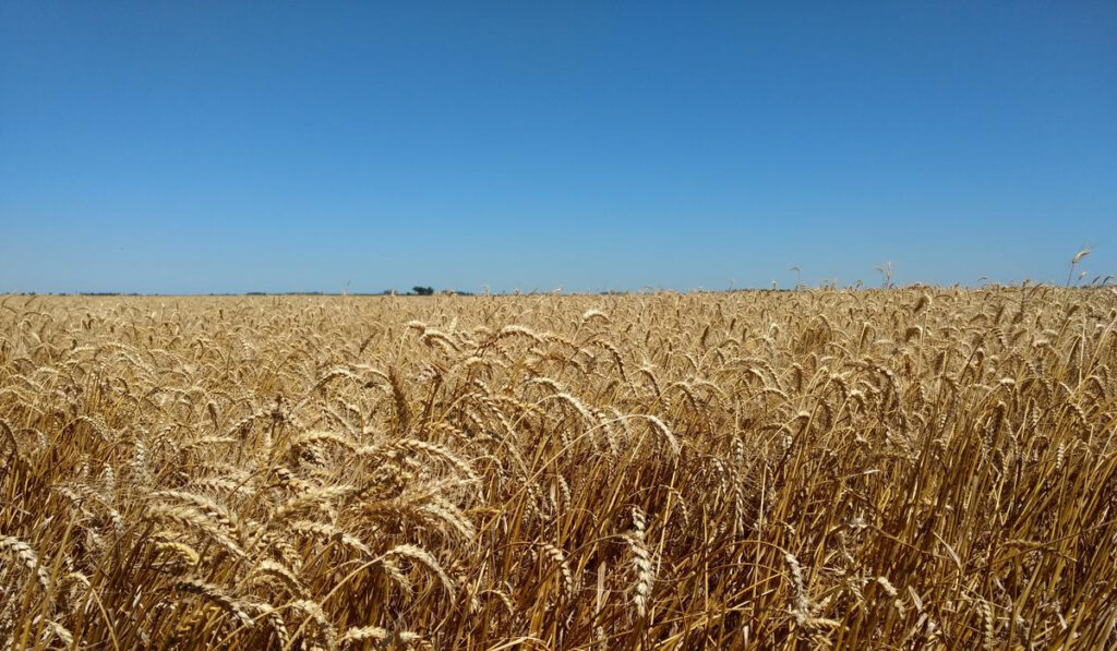 triguera trigo