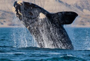 Ballena