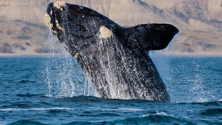 Ballena