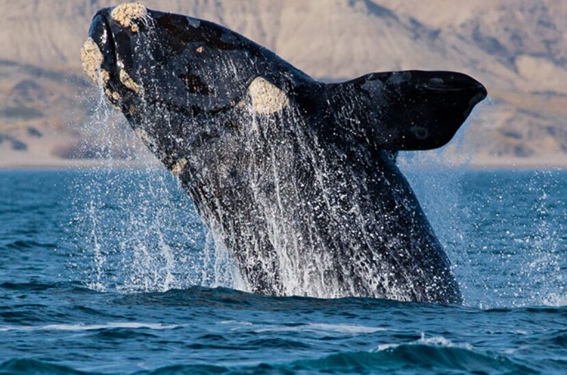 Ballena