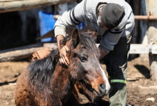 Encefalitis Equina