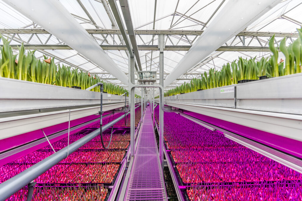 Philips Signify alimentos granja