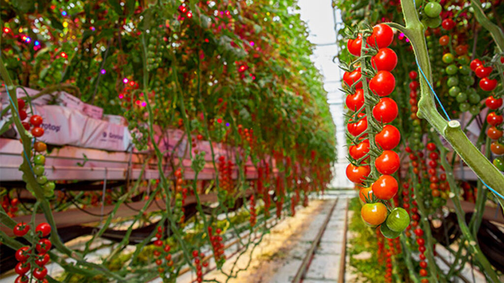 Signify Philips tomates