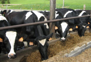 agricultura sustentable.jpg
