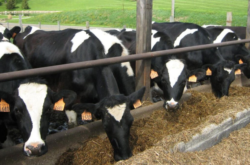 agricultura sustentable.jpg