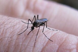 dengue