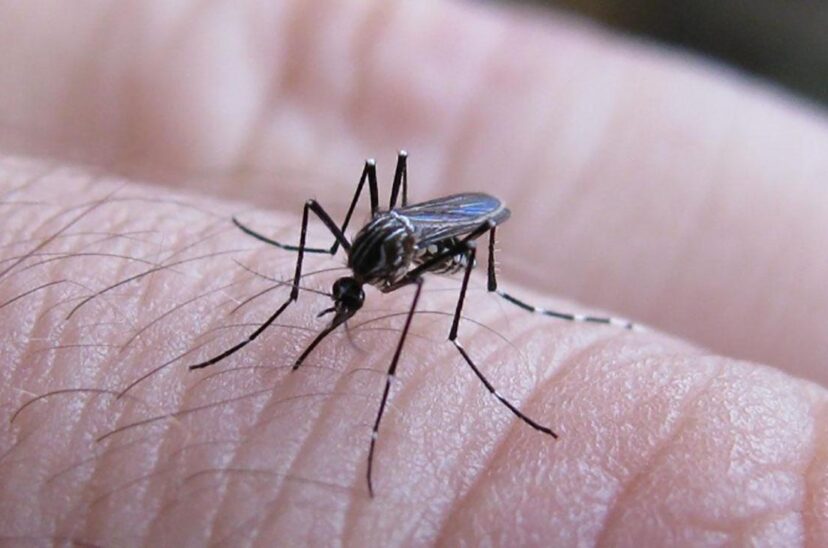 dengue