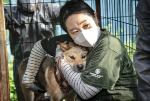 Corea Perro