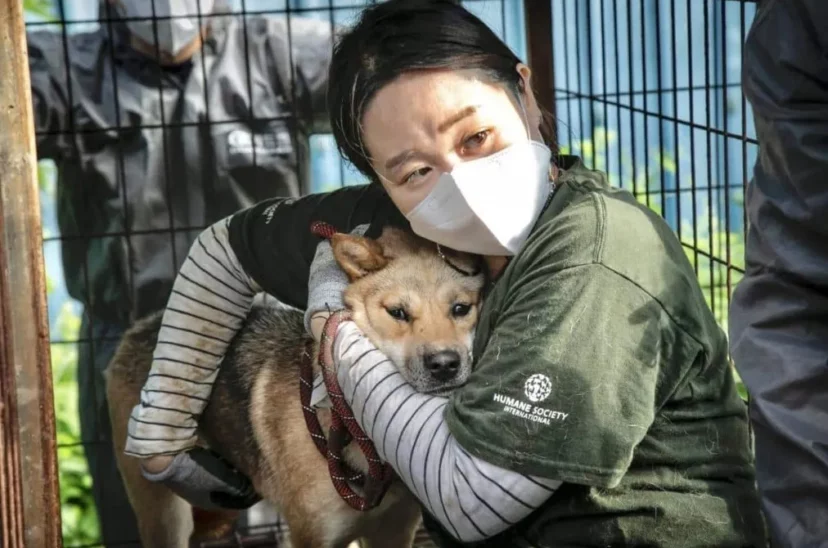 Corea Perro