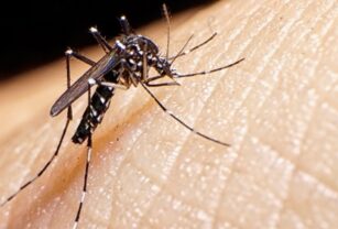 dengue