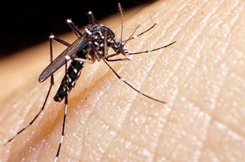 dengue
