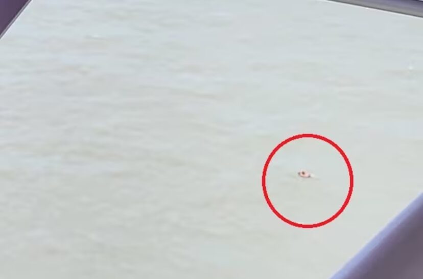 desaparecidos kayak