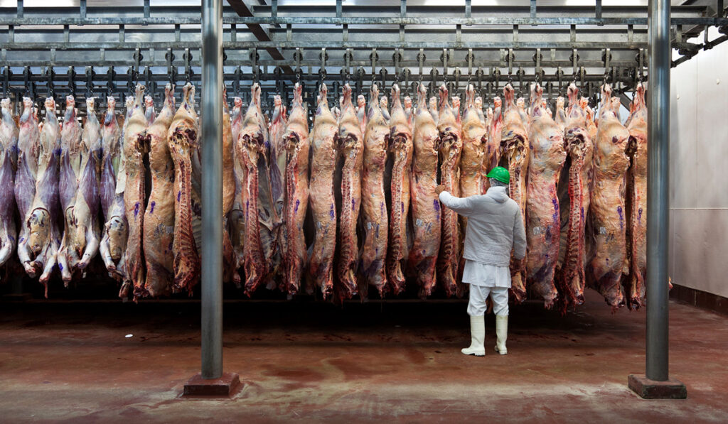 frigorífico carne vacuna res