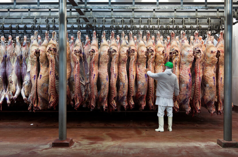 frigorífico carne vacuna res frigoríficos