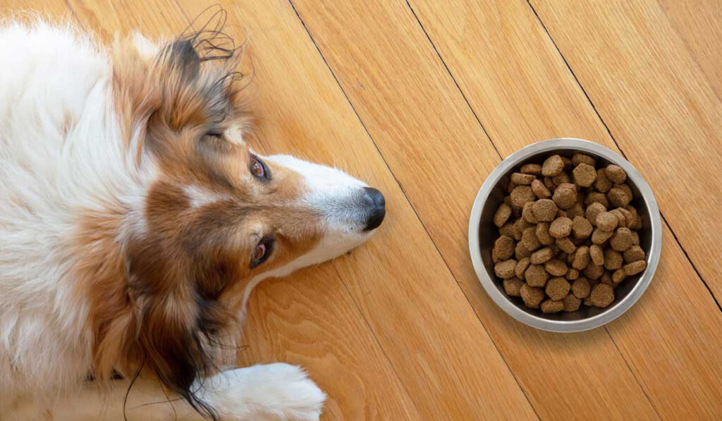 industria de nutrición animal retenciones alimento balanceado nutrición animal