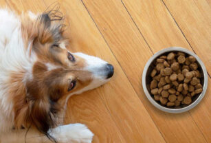 industria de nutrición animal retenciones alimento balanceado nutrición animal