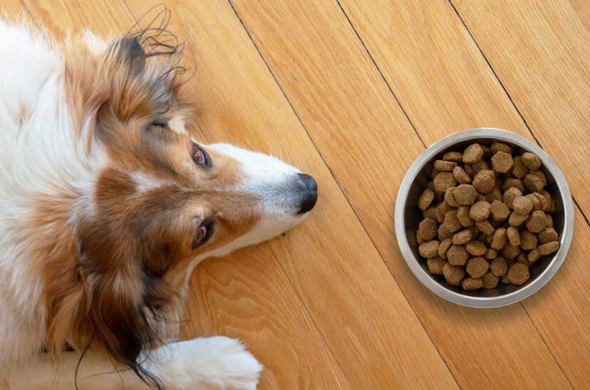 industria de nutrición animal retenciones alimento balanceado nutrición animal