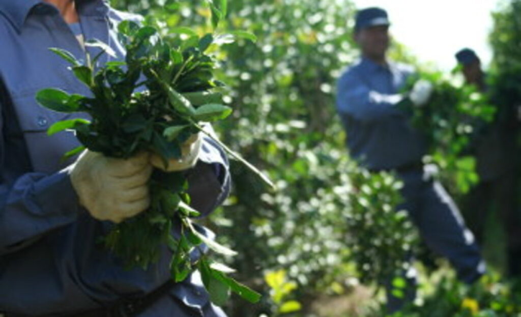 Productores yerba mate