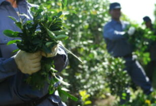 Productores yerba mate