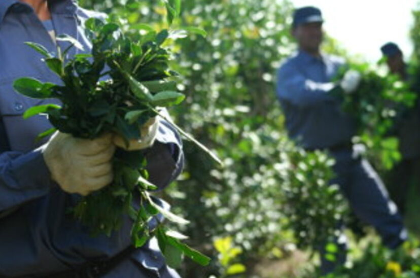 Productores yerba mate