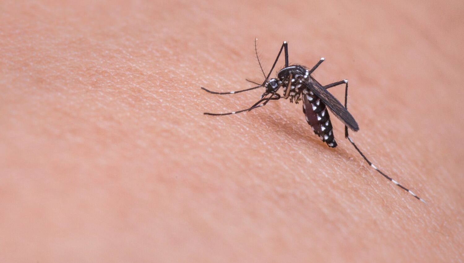 repelente mosquitos