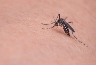 repelente mosquitos