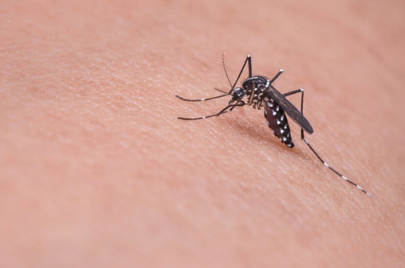 repelente mosquitos