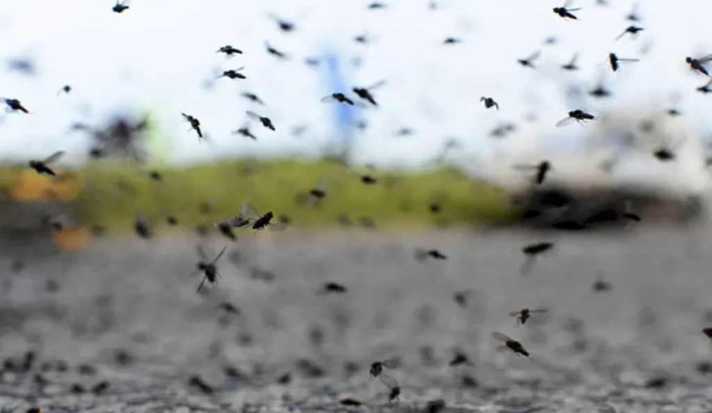 Mosquitos