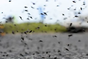 Mosquitos