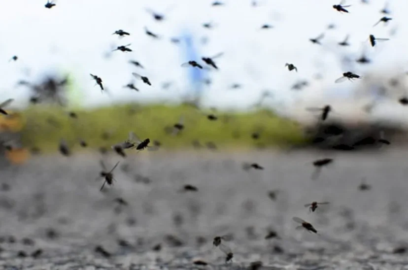 Mosquitos