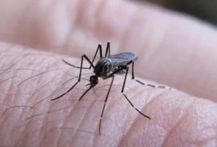 dengue AMBA
