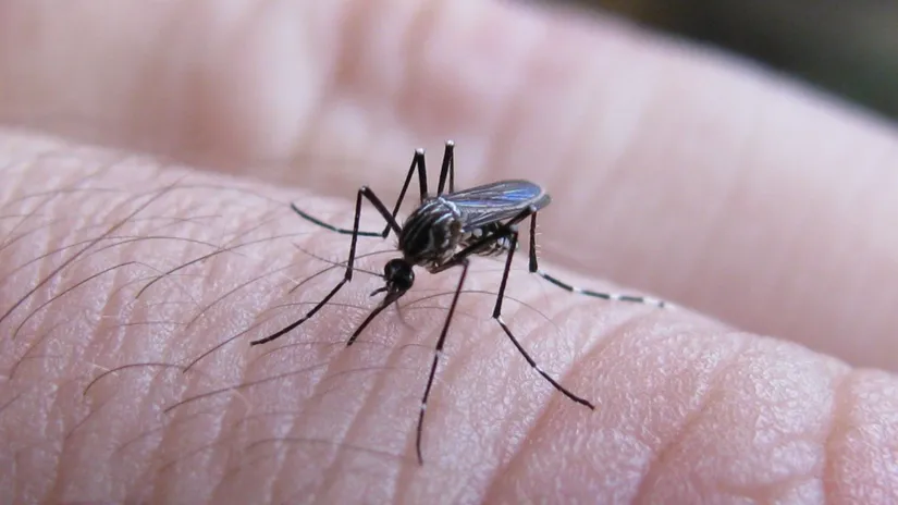dengue AMBA