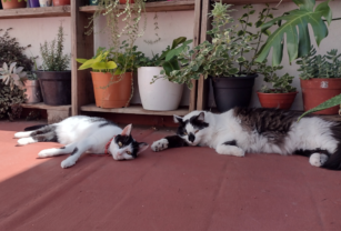gatos