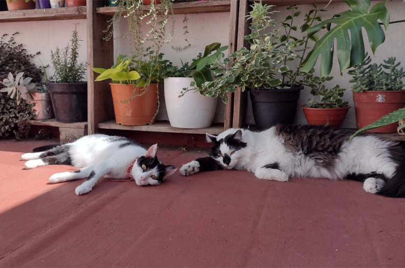 gatos