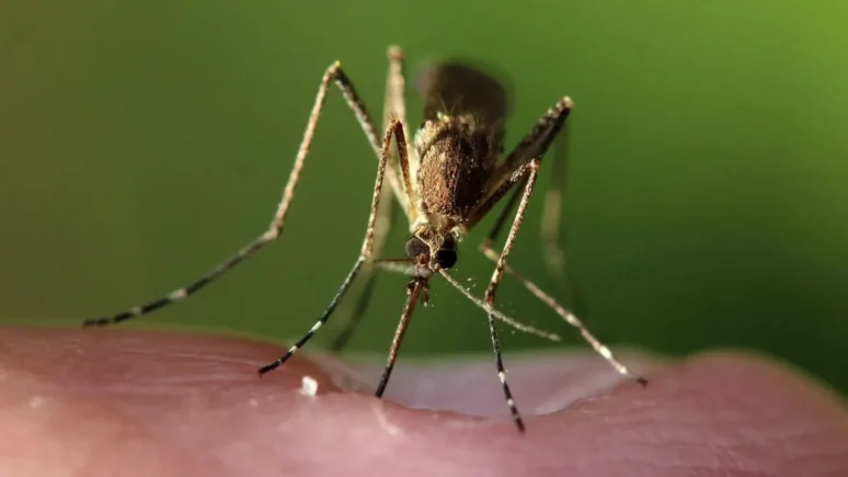 mosquitos